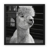 Alpaca Framed Canvas