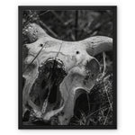 Horns Framed Canvas
