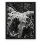 Horns Framed Canvas