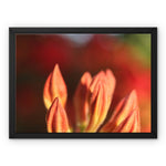 Fiore Italiano Framed Canvas