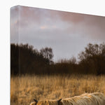 Highland Cow Canvas