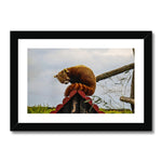 Red Panda Framed & Mounted Print