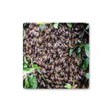 The Hive Coaster