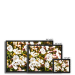 Sea Campion Framed Canvas