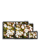 Sea Campion Framed Canvas