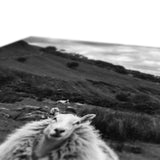 Llyn y Fan Sheep Canvas