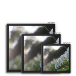 Tilia Cordata Framed Canvas