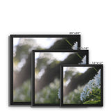 Tilia Cordata Framed Canvas