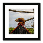 Red Panda Framed & Mounted Print