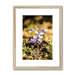 Wild Violets Framed & Mounted Print