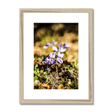 Wild Violets Framed & Mounted Print