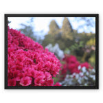 Clyne Gardens Framed Canvas
