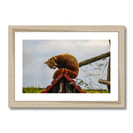 Red Panda Framed & Mounted Print