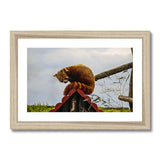 Red Panda Framed & Mounted Print
