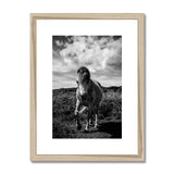 Whitesands Pony Framed & Mounted Print
