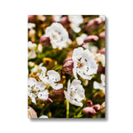 Sea Campion Canvas