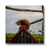 Red Panda Canvas