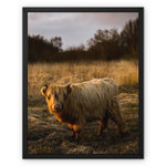 Highland Cow Framed Canvas
