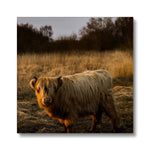 Highland Cow Canvas