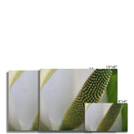 Lysichiton Fine Art Print