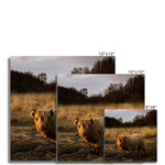 Highland Cow Fine Art Print