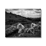 Llyn y Fan Sheep Canvas