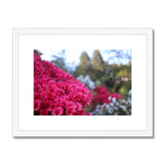 Clyne Gardens Framed & Mounted Print