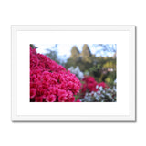 Clyne Gardens Framed & Mounted Print