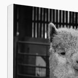 Alpaca Canvas