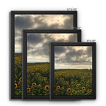 Rhossili Sunflowers Framed Canvas