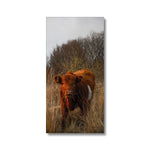 Welsh Cow Canvas