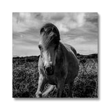 Whitesands Pony Canvas