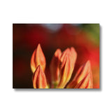Fiore Italiano Canvas