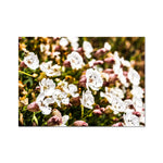 Sea Campion Fine Art Print