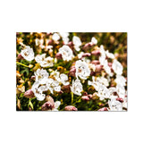 Sea Campion Fine Art Print