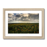 Rhossili Sunflowers Framed & Mounted Print