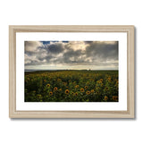 Rhossili Sunflowers Framed & Mounted Print