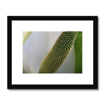 Lysichiton Framed & Mounted Print
