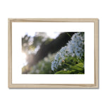 Tilia Cordata Framed & Mounted Print