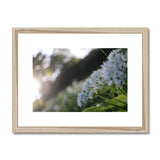 Tilia Cordata Framed & Mounted Print