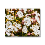 Sea Campion Canvas