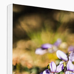 Wild Violets Canvas
