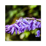 Bluebells Fine Art Print