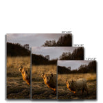 Highland Cow Canvas