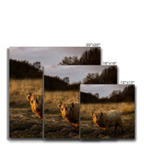 Highland Cow Canvas