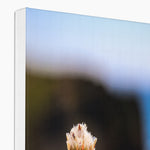 Flores Canvas