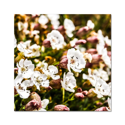 Sea Campion Fine Art Print