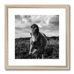 Whitesands Pony Framed & Mounted Print