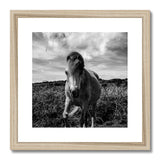 Whitesands Pony Framed & Mounted Print