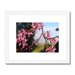 Pink Cercis Framed & Mounted Print